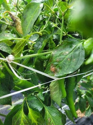 골담초님의 고추 · 병해충상담 작성글 사진