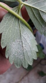 팜모닝 기타작물·병해충상담 게시글 이미지