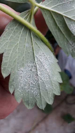 막걸리대왕님의 기타작물 · 병해충상담 작성글 사진