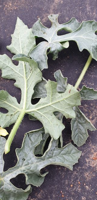 조가든님의 기타작물 · 병해충상담 작성글 사진