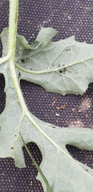 조가든님의 기타작물 · 병해충상담 작성글 사진