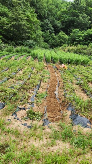 모실표고님의 감자 · 자유게시판 작성글 사진