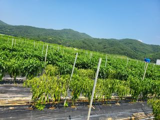 대광자동차공업사님의 고추 · 병해충상담 작성글 사진