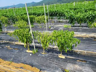 대광자동차공업사님의 고추 · 병해충상담 작성글 사진