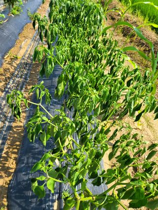 대광자동차공업사님의 고추 · 병해충상담 작성글 사진