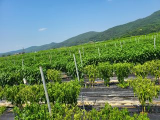 대광자동차공업사님의 고추 · 병해충상담 작성글 사진