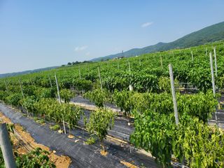 대광자동차공업사님의 고추 · 병해충상담 작성글 사진