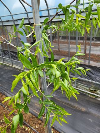 두바이님의 기타작물 · 병해충상담 작성글 사진