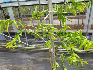 두바이님의 기타작물 · 병해충상담 작성글 사진