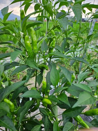 정완희 님의 고추 · 수확 작성글 사진