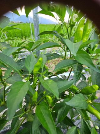 정완희 님의 고추 · 수확 작성글 사진