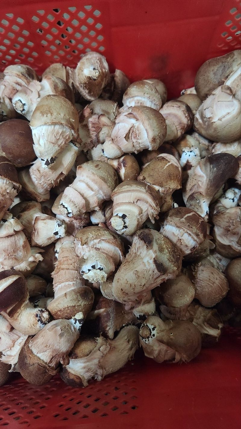 박광희님의 장터 판매 상품 [참송이버섯 실속형 500g] 첨부 사진