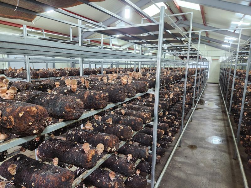 박광희님의 장터 판매 상품 [참송이버섯 실속형 500g] 첨부 사진