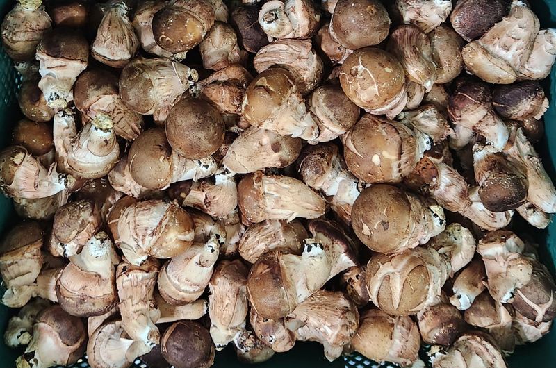 박광희님의 장터 판매 상품 [참송이버섯 실속형 500g] 첨부 사진