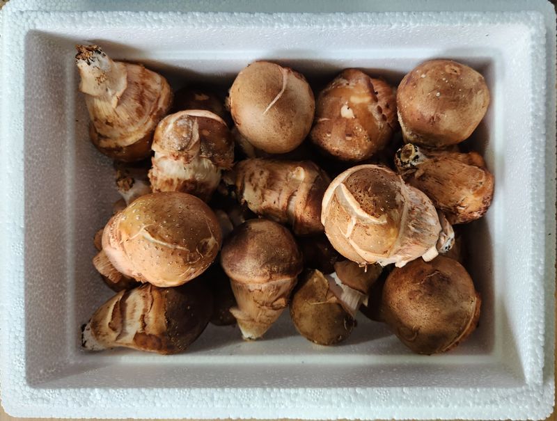 장터 상품 [참송이버섯 실속형 500g] 썸네일