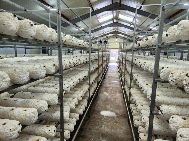 박광희님의 장터 판매 상품 [참송이버섯 실속형 500g] 첨부 사진