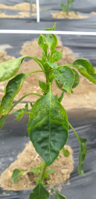 원수길님의 고추 · 병해충상담 작성글 사진