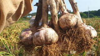 농부아내님의 작성글 사진