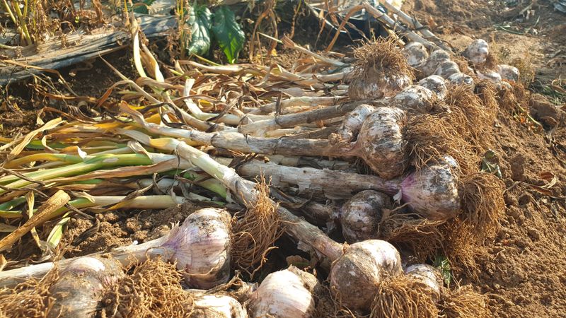 농부아내님의 장터 판매 상품 [[품절]맛과 영양이 듬뿍, 유황대서마늘 상1접] 첨부 사진