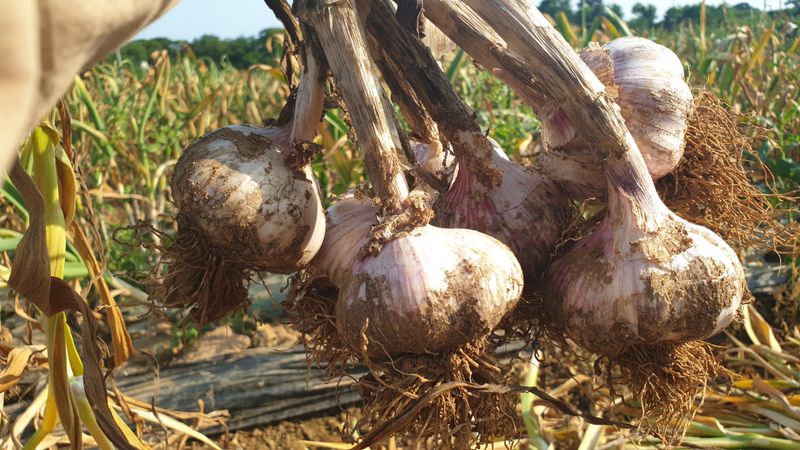 농부아내님의 장터 판매 상품 [[품절]맛과 영양이 듬뿍, 유황대서마늘 상1접] 첨부 사진