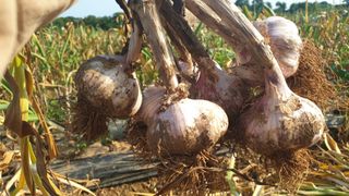 농부아내님의 작성글 사진