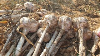 농부아내님의 작성글 사진