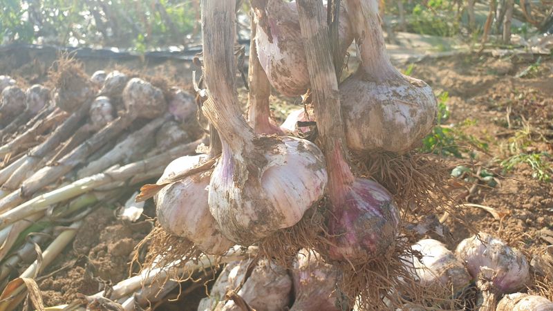 농부아내님의 장터 판매 상품 [[품절]맛과 영양이 듬뿍, 유황대서마늘 상1접] 첨부 사진