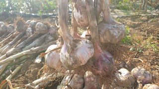 농부아내님의 작성글 사진