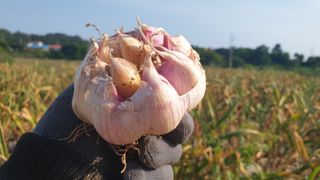 농부아내님의 작성글 사진