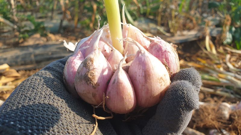 농부아내님의 장터 판매 상품 [[품절]맛과 영양이 듬뿍, 유황대서마늘 상1접] 첨부 사진