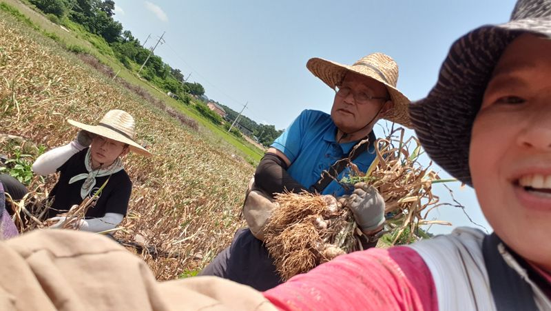 농부아내님의 장터 판매 상품 [[품절]맛과 영양이 듬뿍, 유황대서마늘 상1접] 첨부 사진