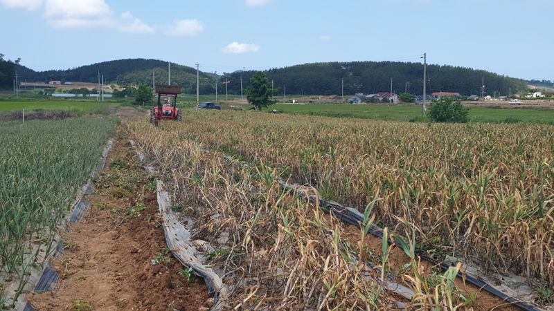 농부아내님의 장터 판매 상품 [[품절]맛과 영양이 듬뿍, 유황대서마늘 상1접] 첨부 사진