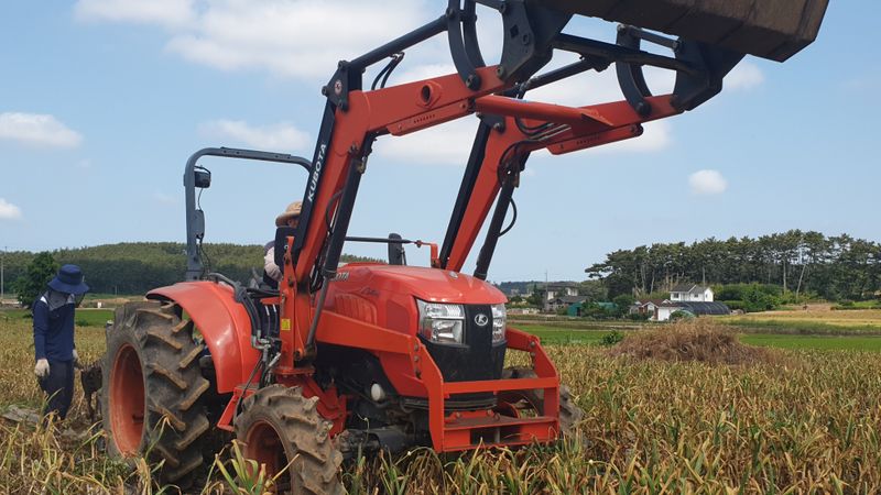 농부아내님의 장터 판매 상품 [[품절]맛과 영양이 듬뿍, 유황대서마늘 상1접] 첨부 사진