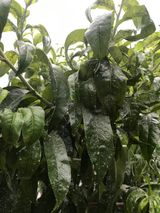 팜모닝 복숭아·병해충상담 게시글 이미지