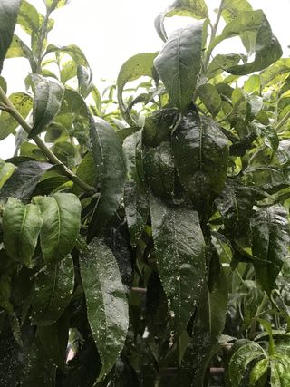 알 수 없음님의 복숭아 · 병해충상담 작성글 사진