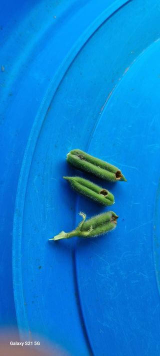 윤섭님의 참깨 · 병해충상담 작성글 사진