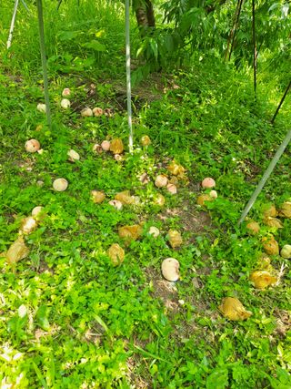 딱딱이~~님의 수해 농가 응원 같이해요 · 참여 작성글 사진