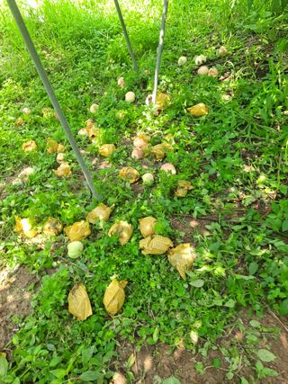 딱딱이~~님의 수해 농가 응원 같이해요 · 참여 작성글 사진