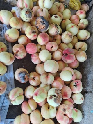 딱딱이~~님의 수해 농가 응원 같이해요 · 참여 작성글 사진