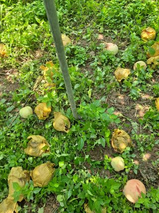 딱딱이~~님의 수해 농가 응원 같이해요 · 참여 작성글 사진