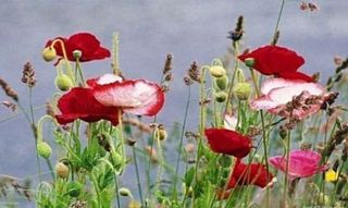 김순향님의 수해 농가 응원 같이해요 · 참여 작성글 사진