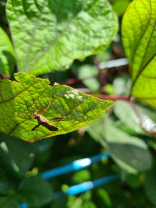 김규재님의 콩 · 병해충상담 작성글 사진