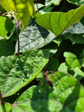 김규재님의 콩 · 병해충상담 작성글 사진