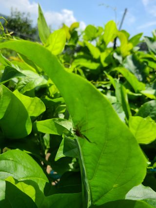 김규재님의 콩 · 병해충상담 작성글 사진