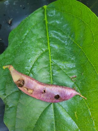 김규재님의 콩 · 병해충상담 작성글 사진