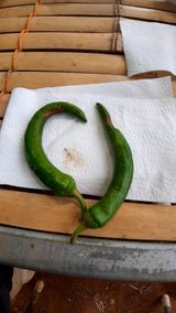 팜모닝 고추·병해충상담 게시글 이미지