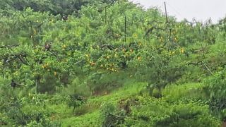 조연만님의 수해 농가 응원 같이해요 · 참여 작성글 사진