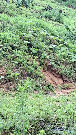 조연만님의 수해 농가 응원 같이해요 · 참여 작성글 사진