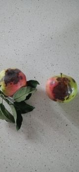 팜모닝 사과·병해충상담 게시글 이미지