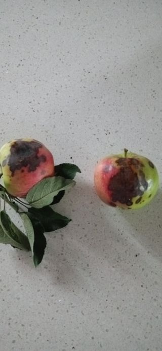 최윤준님의 사과 · 병해충상담 작성글 사진